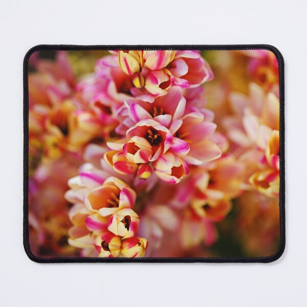 Item preview, African Corn Lilies Displayed designed and sold by Joy Watson - Natural Light Photography .