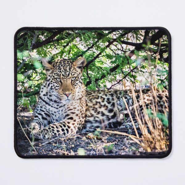 Item preview, Female Leopard Shelters From Sun designed and sold by Graham Prentice.