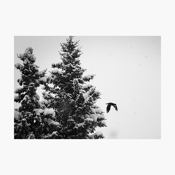 Raven in a Snowstorm Photographic Print