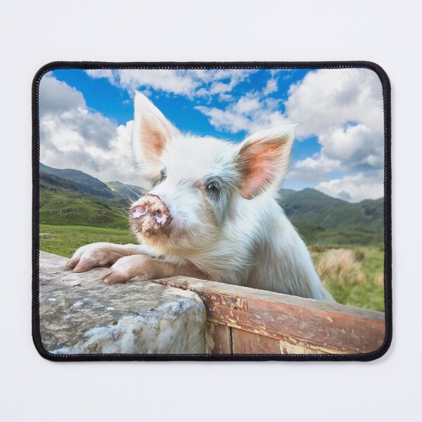 Item preview, Cute White Pig Looking Over Wall designed and sold by Graham Prentice.