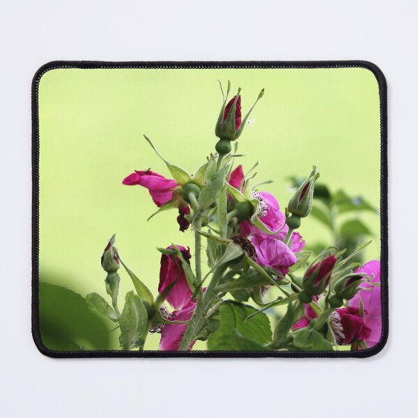 Item preview, Japanese Rose designed and sold by cuprum.