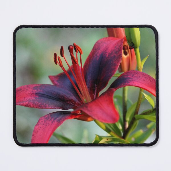 Item preview, Lily designed and sold by cuprum.