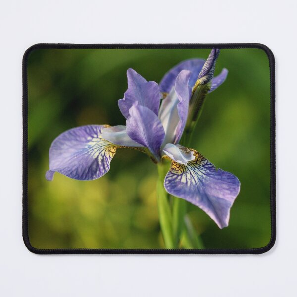 Item preview, Iris Sibirica designed and sold by cuprum.