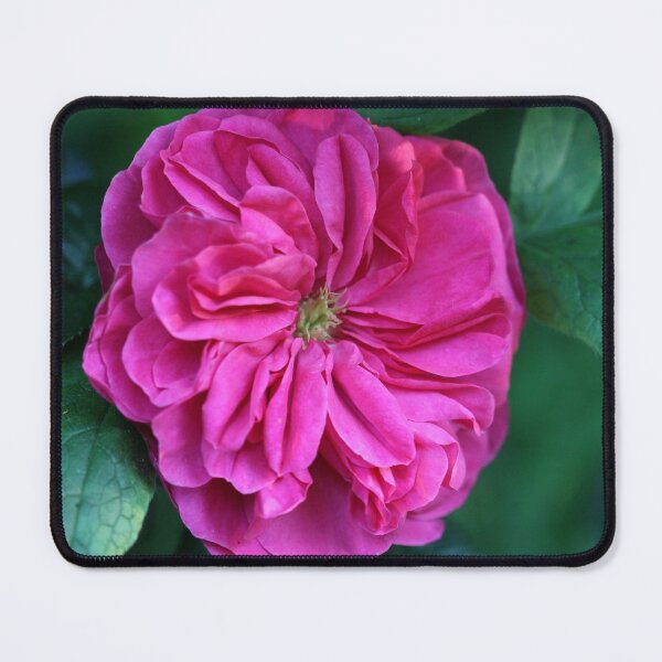 Item preview, As Pink as they Get designed and sold by cuprum.