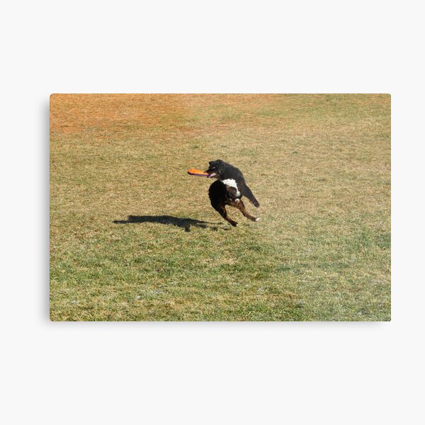 Untitled Metal Print