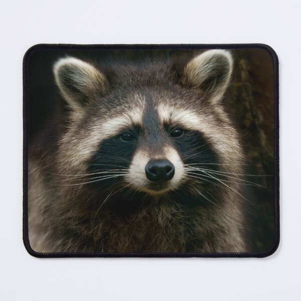 Item preview, Raccoon Portrait designed and sold by rawshutterbug.