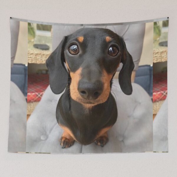 Item preview, Dachshund Dog photo portrait sweet puppy designed and sold by Coolstuff4you71.