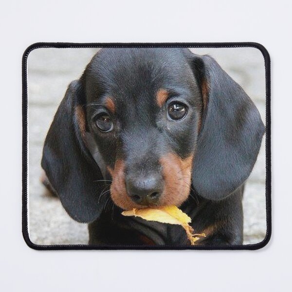 Item preview, Dachshund Dog photo portrait sweet puppy designed and sold by Coolstuff4you71.