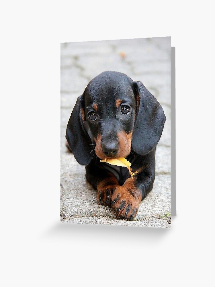 Sausage dog hotsell puppy for sale