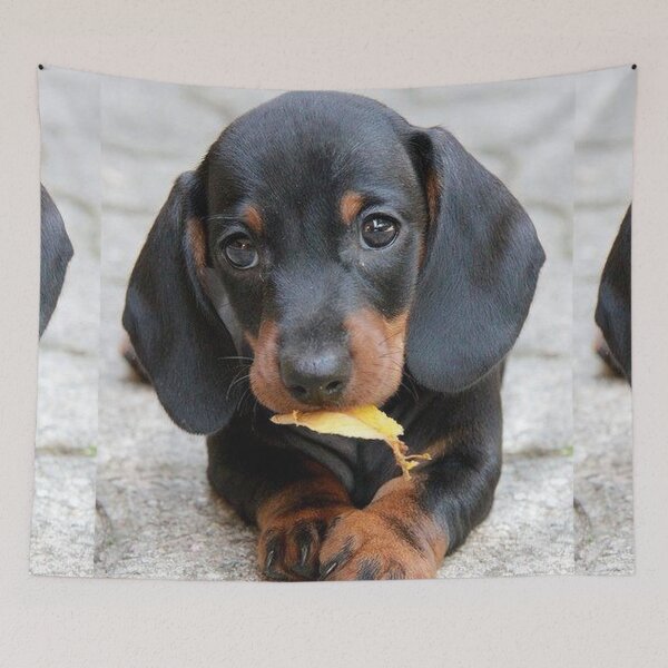 Item preview, Dachshund Dog photo portrait sweet puppy designed and sold by Coolstuff4you71.