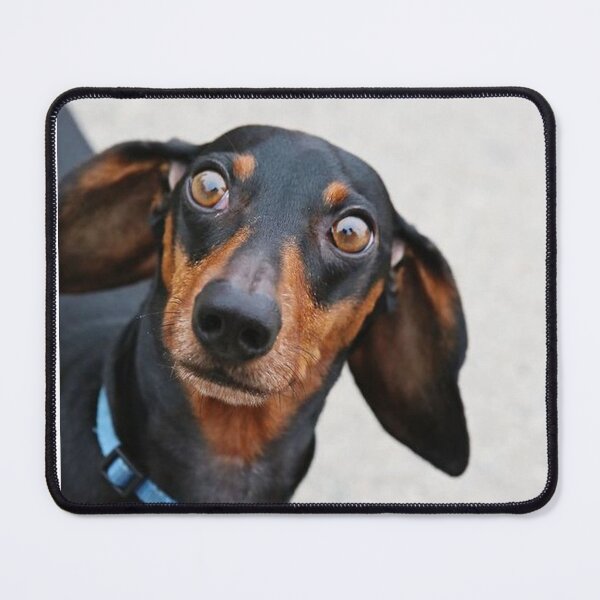 Item preview, Dachshund Dog photo portrait sweet funny puppy designed and sold by Coolstuff4you71.