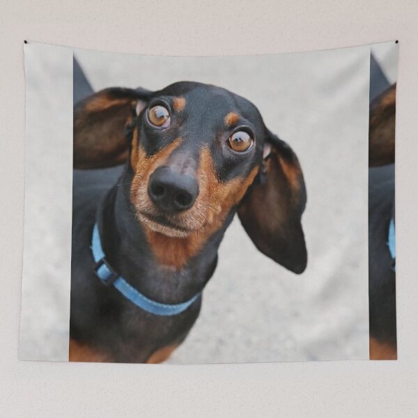 Item preview, Dachshund Dog photo portrait sweet funny puppy designed and sold by Coolstuff4you71.