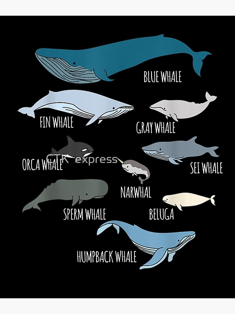 Poster « Types de baleines Guide des mammifères marins mignons Types de
