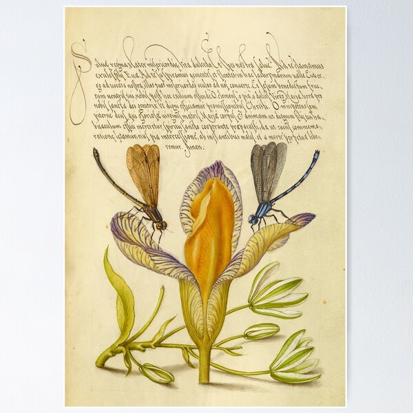 Item preview, Naturalist Manuscript: Insects, Flower, and Calligraphy Illumination by Joris Hoefnagel designed and sold by Naturalist Prints.
