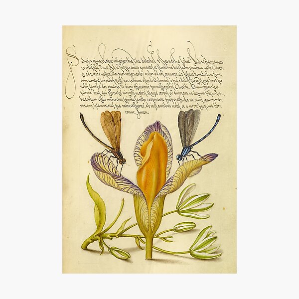 Item preview, Naturalist Manuscript: Insects, Flower, and Calligraphy Illumination by Joris Hoefnagel designed and sold by Naturalist Prints.