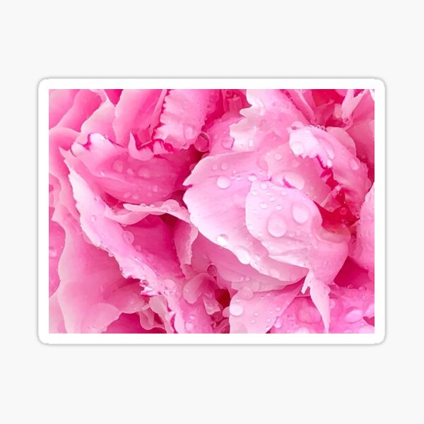 Item preview, Beautiful dew-dappled pink rose designed and sold by Jacqueline Le Sueur.