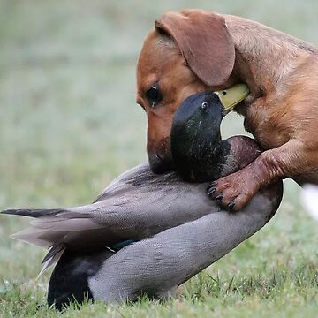 Dachshund store duck hunting