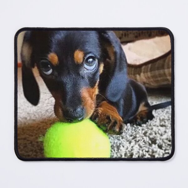 Item preview, Dachshund Dog foto retrato dulce gracioso con pelota de tenis designed and sold by Coolstuff4you71.