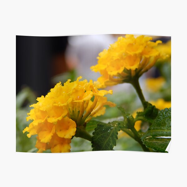 Fiore Giallo 10 Petali.Giallo Posters Redbubble