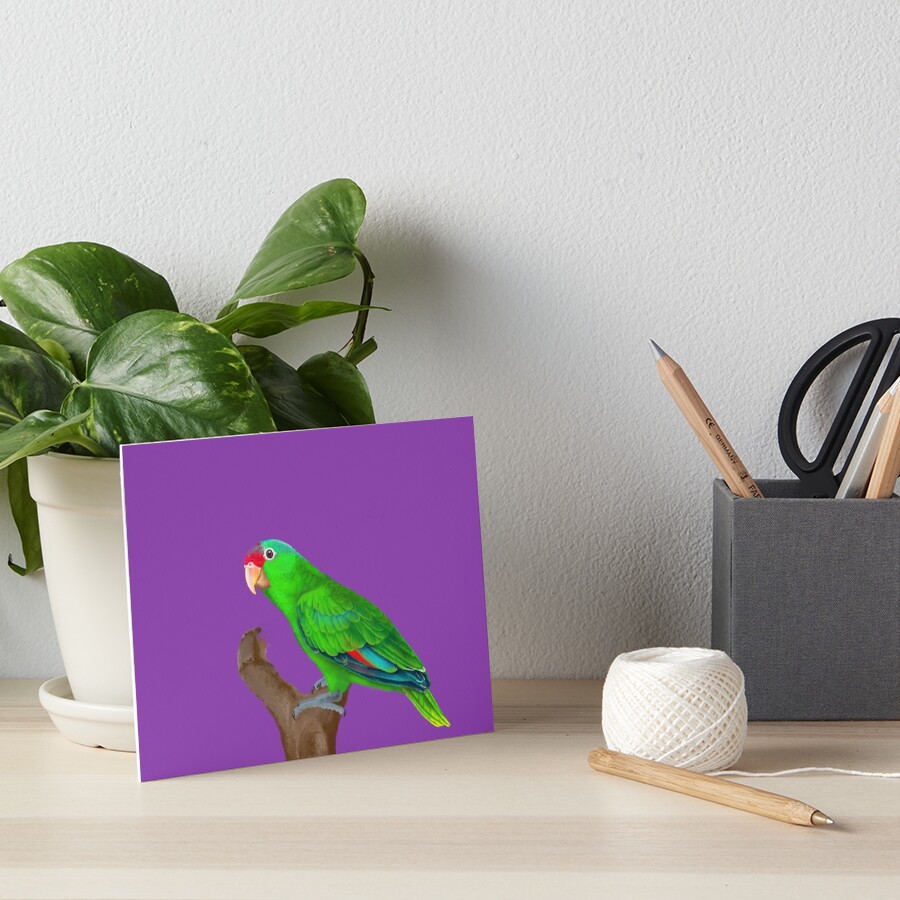 "Mexican Redcrowned Amazon Parrot" Art Board Print for Sale by