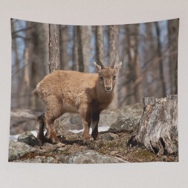 Item preview, Young Ibex designed and sold by Michael Cummings.
