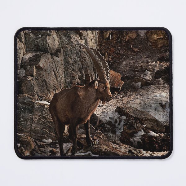 Item preview, Ibex On Snow Covered Rocks designed and sold by Michael Cummings.
