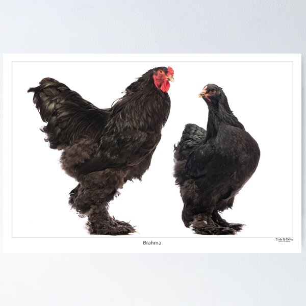 Light Brahma Pootra Cock and Hen. Genuine antique print for sale.
