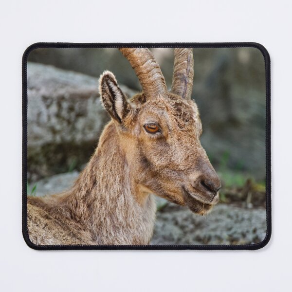 Item preview, Young Ibex designed and sold by Michael Cummings.