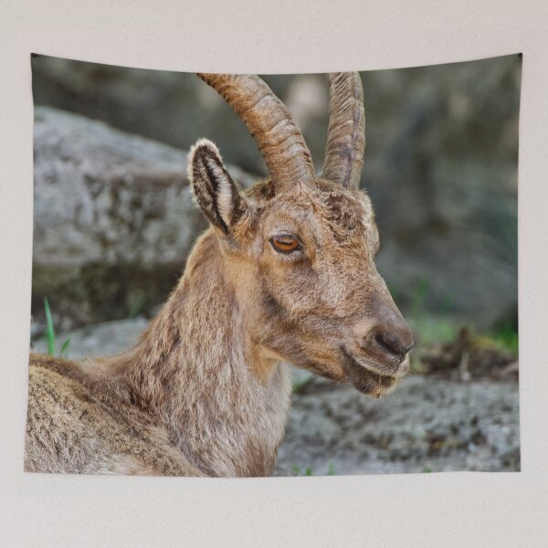 Item preview, Young Ibex designed and sold by Michael Cummings.