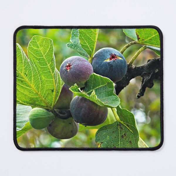 Item preview, Fig Tree Branch Ripe Figs Cluster Autumnal Fruit designed and sold by worldways.