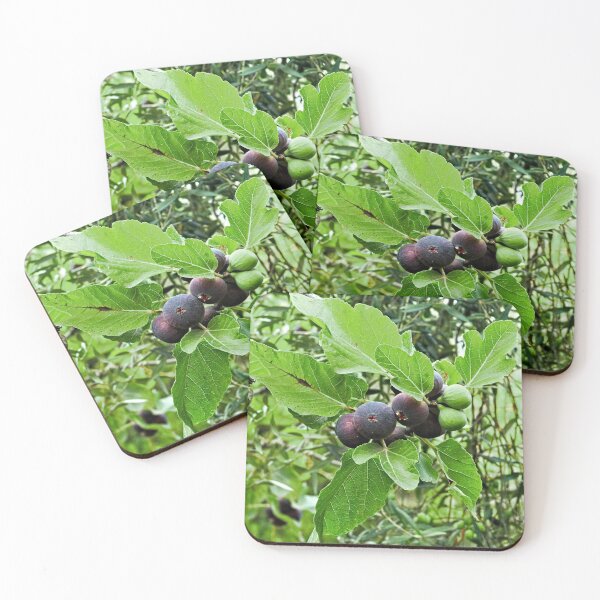 Item preview, Fig Tree Branch Ripe Figs Olive Tree designed and sold by worldways.