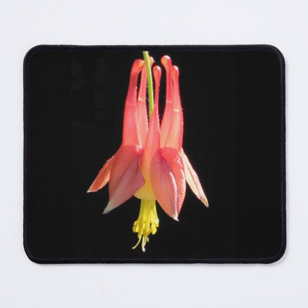 Item preview, Eastern Red Columbine designed and sold by Jean Gregory Evans.