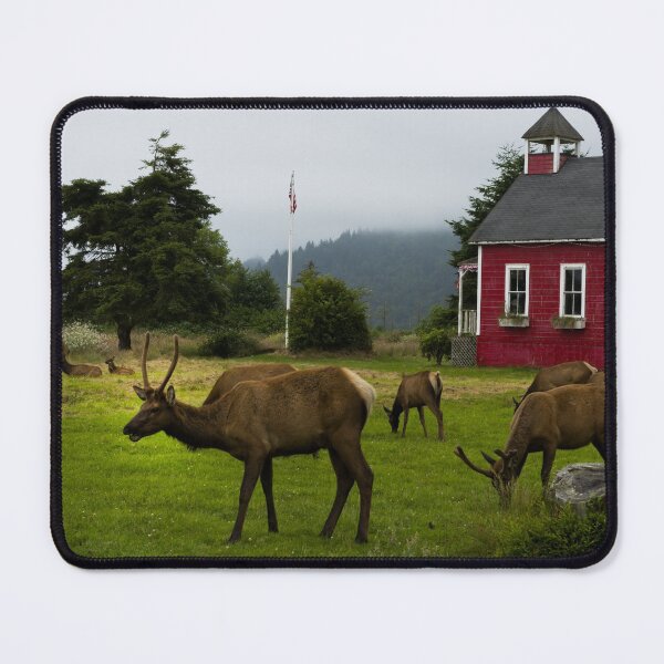 Item preview, Roosevelt elk roam in Orick, California designed and sold by OrcaNature.