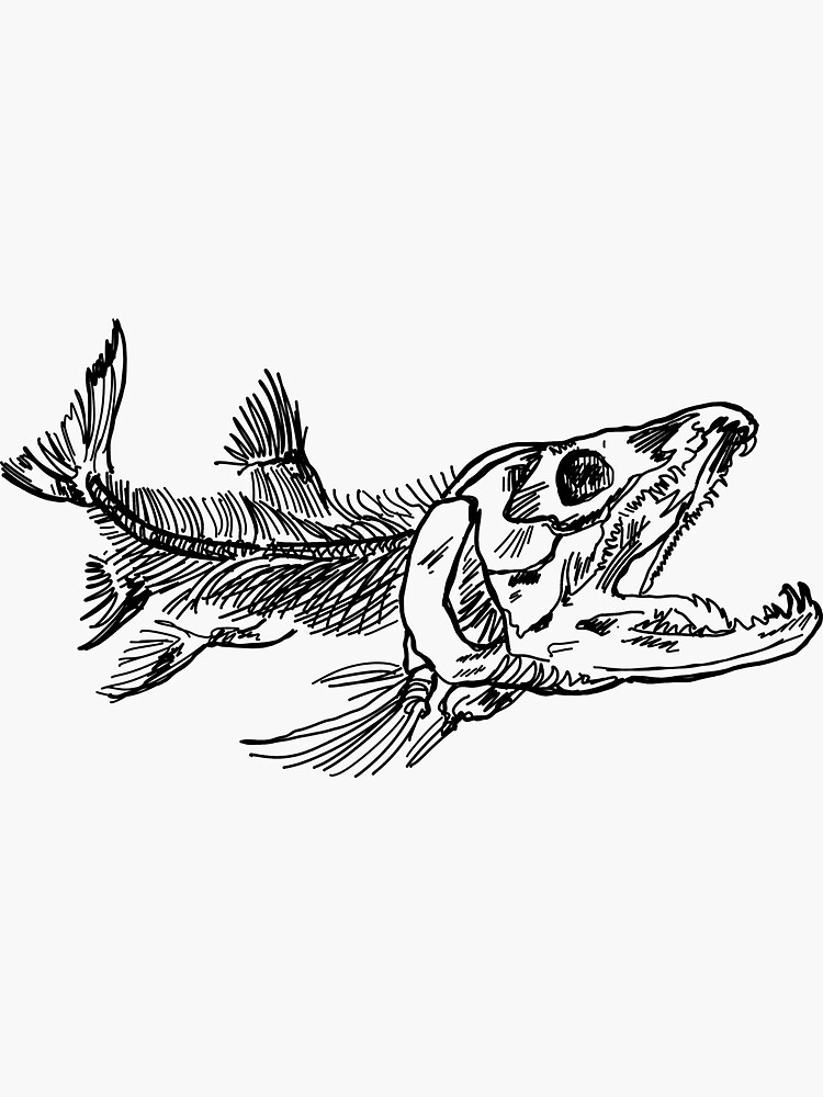 "Salmon Skeleton Anatomical Illustration" Sticker for Sale by