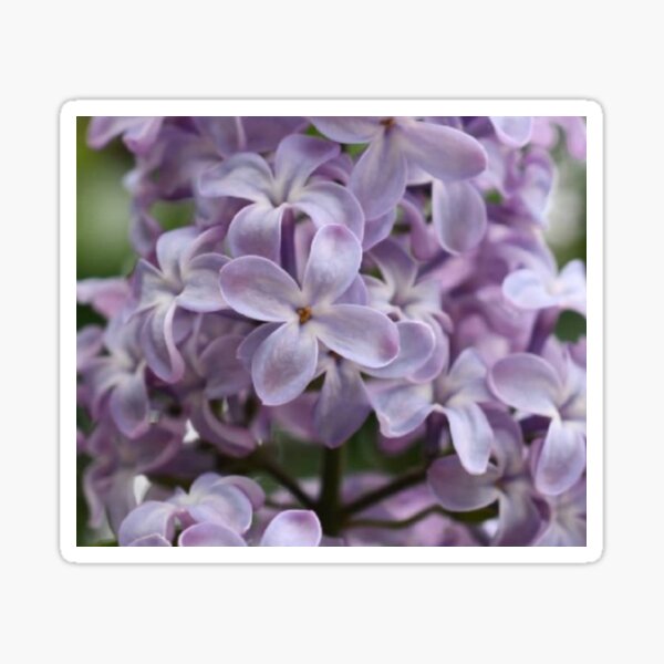Floating Lilac Sticker