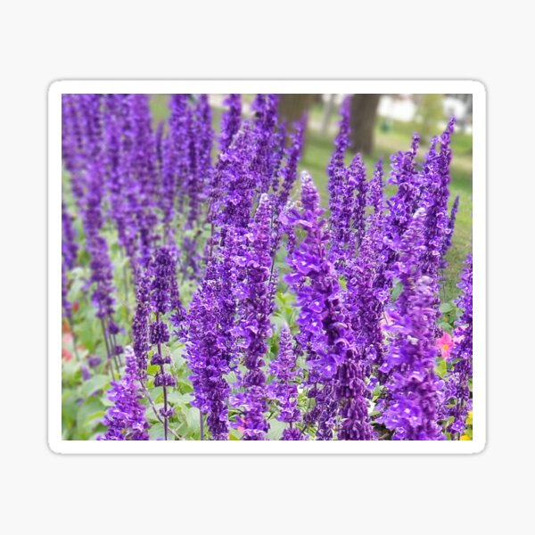 Sea of Purple Sticker
