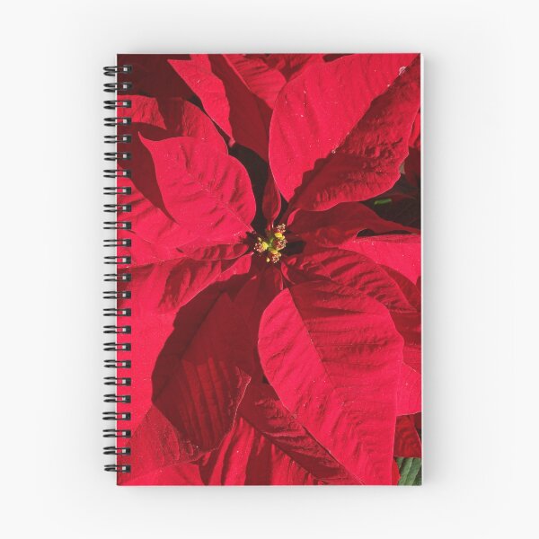 Item preview, Poinsettia Study 1  designed and sold by Robert Meyers-Lussier.