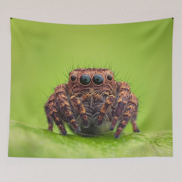Item preview, Jumping Spider designed and sold by MorningFive.