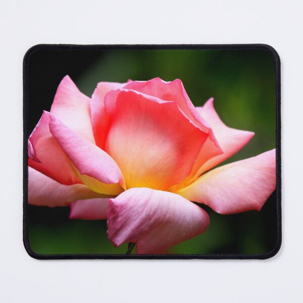 Item preview, Rose , Compassion, Single Bloom , Pink ,Canon 40D designed and sold by Rosehaven.