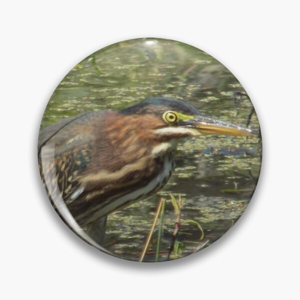 Item preview, Green Heron Side View designed and sold by DragonCGallery.