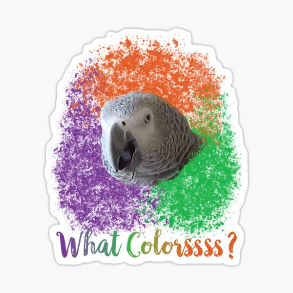Einstein Parrot: What Colors? Sticker