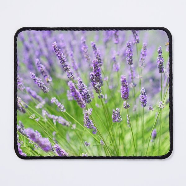 Item preview, Vibrant Wild Lavender Flowers. Light Purple Blooming Lavender Flowers designed and sold by silviaol.