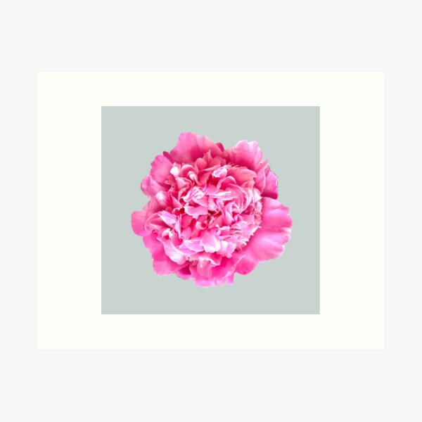 Item preview, Pink Peony Close-up designed and sold by InalterataArt.