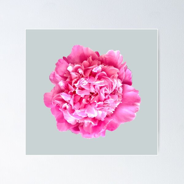 Item preview, Pink Peony Close-up designed and sold by InalterataArt.