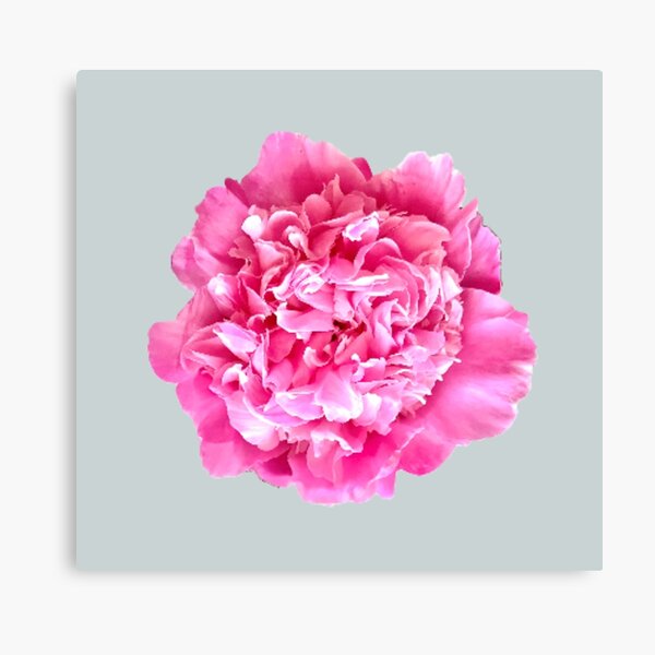 Item preview, Pink Peony Close-up designed and sold by InalterataArt.