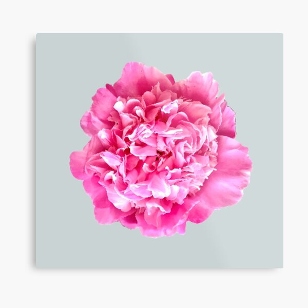 Item preview, Pink Peony Close-up designed and sold by InalterataArt.
