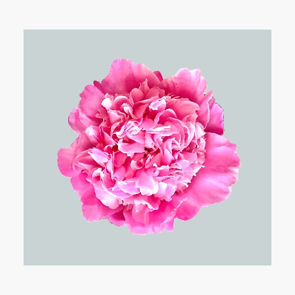 Item preview, Pink Peony Close-up designed and sold by InalterataArt.