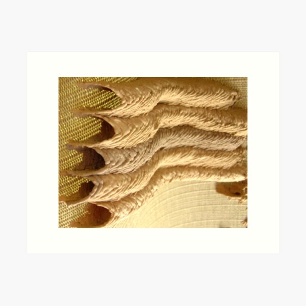Canoli? Art Print