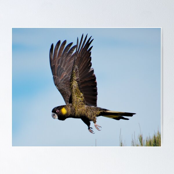 PARROT ~ Yellow-tailed Black Cockatoo by David Irwin pBGrdan5 Poster