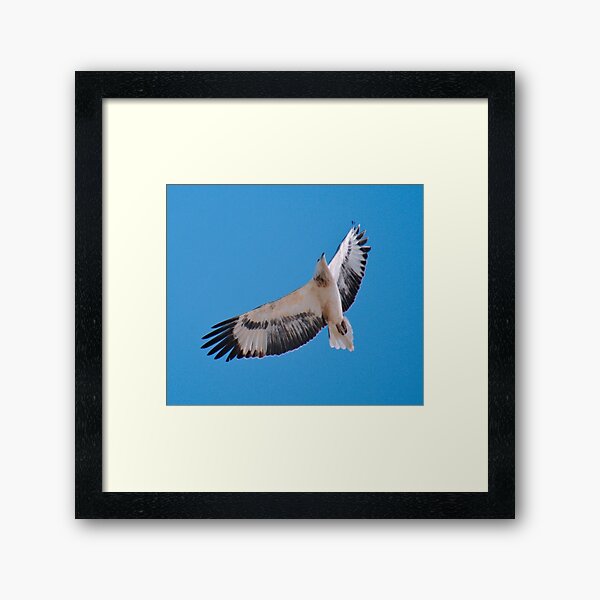 RAPTOR ~ White-bellied Sea Eagle by David Irwin pBGrdan5 Framed Art Print
